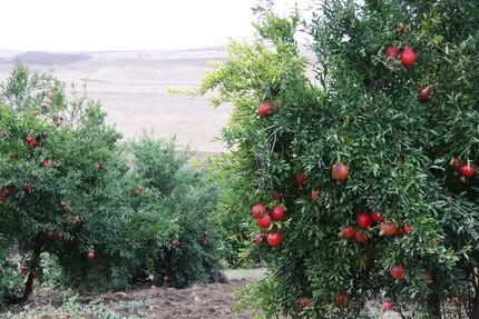 خسارت نزدیک به ۲هزار هکتار از باغات انار استهبان