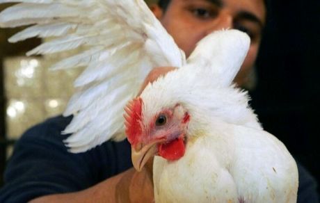 بدلیل بحران اقتصادی، مصری‌ها به پرورش مرغ و خروس روی آورده‌اند