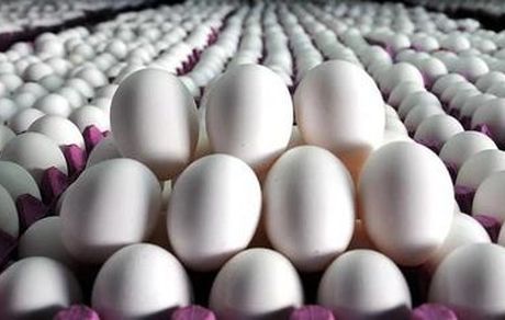 زنجیره تخم‌مرغ به بخش خصوصی واگذار شد