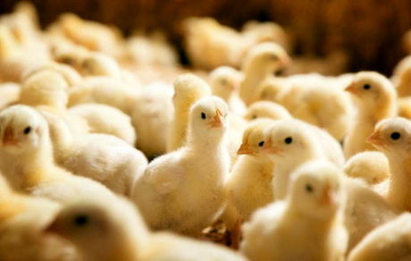 واحدهای مرغ مادر جوجه‌ها را قاچاق کردند/ رقم این قاچاق بالا نیست