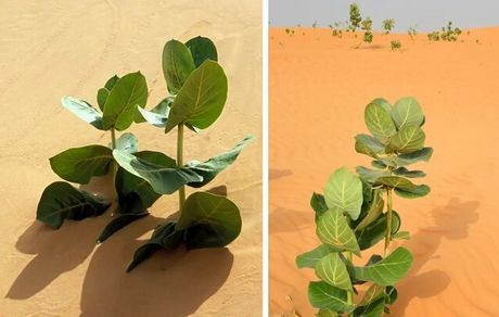 کاشت نوع جدیدی از گیاهان و درختان در بیابان توسط چین