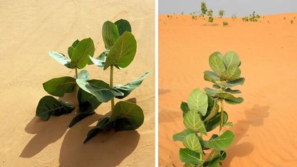 کاشت نوع جدیدی از گیاهان و درختان در بیابان توسط چین