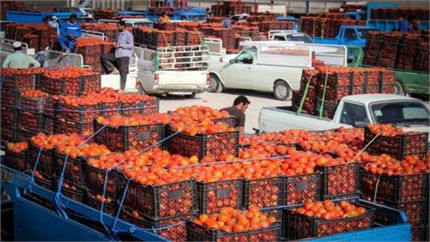 ازبکستان تمام میوه‌های تازه افغانستان را خرید