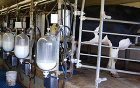  دولت به جای افزایش قیمت شیر نهاده ارزان به دامدار بدهد