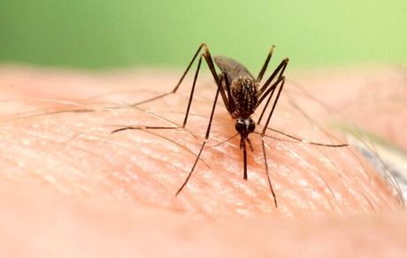 شمار مبتلایان به تب دنگی در استان هرمزگان به ۲۲۵ نفر رسید