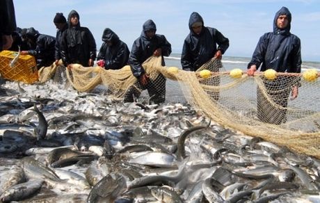 تولید سالانه یک‌میلیون ۲۶۸ هزار تُن آبزی در کشور