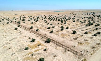 پوشش گیاهی در عراق به ۱۷ درصد کاهش یافت