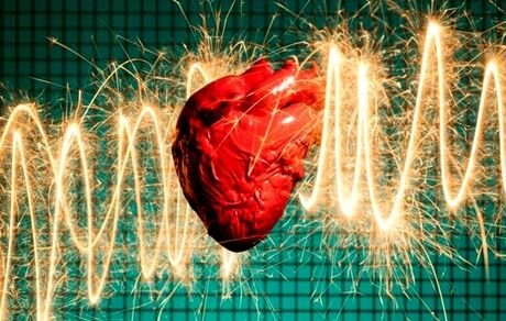 چرا حیوانات دچار حمله قلبی نمی‌شوند؟