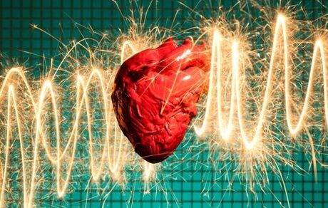 چرا حیوانات دچار حمله قلبی نمی‌شوند؟