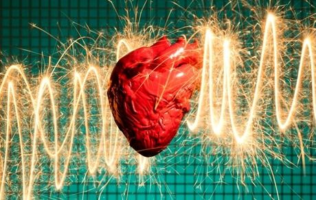 چرا حیوانات دچار حمله قلبی نمی‌شوند؟