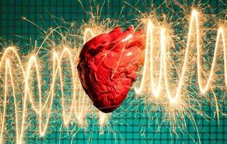 چرا حیوانات دچار حمله قلبی نمی‌شوند؟