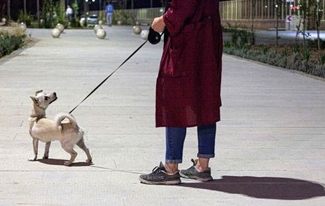 آغاز برخورد پلیس با سگ گردانی در تهران