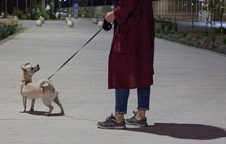آغاز برخورد پلیس با سگ گردانی در تهران