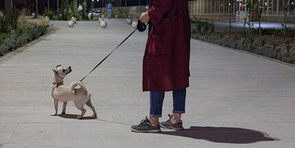 آغاز برخورد پلیس با سگ گردانی در تهران