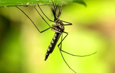 کشور بدون پشه بدلیل گرما دیگر بدون پشه نیست