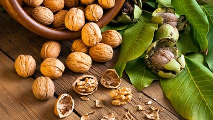 تاثیر مصرف منظم گردو در جلوگیری از پیشرفت سرطان روده بزرگ