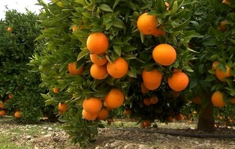 برداشت مرکبات در بم آغاز شد
