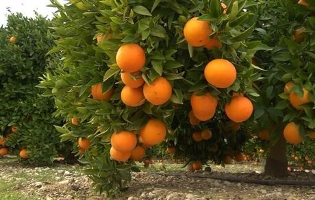 برداشت مرکبات در بم آغاز شد