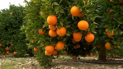 برداشت مرکبات در بم آغاز شد