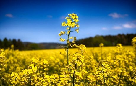 خرید تضمینی کلزا از یک صد هزار تن گذشت