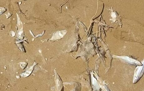 تلف شدن تعداد زیادی ماهی در ساحل گناوه / علت: نامشخص
