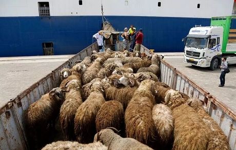 تاکنون، ۲۵ هزار تن دام زنده و ۹۰ هزار تن گوشت وارد کشور شده است