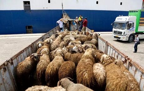 تاکنون، ۲۵ هزار تن دام زنده و ۹۰ هزار تن گوشت وارد کشور شده است