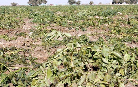 خسارت ۵ هزار میلیارد تومانی سیل و تگرگ و طوفان به کشاوزی استان خراسان رضوی