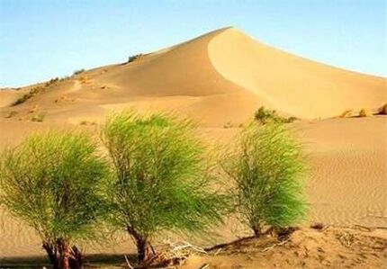 حدود ۲ میلیون هکتار از اراضی کشور در معرض بیابانی شدن