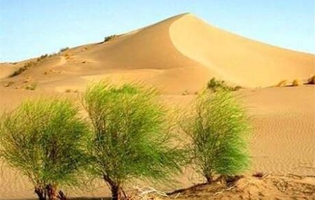 حدود ۲ میلیون هکتار از اراضی کشور در معرض بیابانی شدن