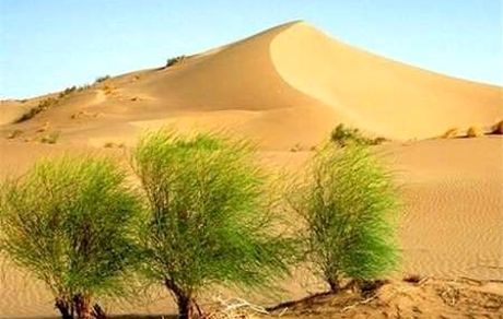 حدود ۲ میلیون هکتار از اراضی کشور در معرض بیابانی شدن