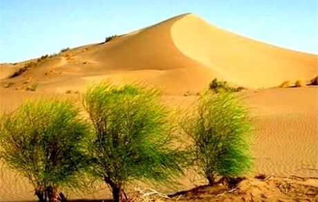 حدود ۲ میلیون هکتار از اراضی کشور در معرض بیابانی شدن