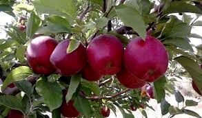 آغاز خرید سیب درجه ۳ با قیمت یک‌ هزار و ۴۶۰ تومان