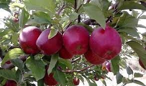 آغاز خرید سیب درجه ۳ با قیمت یک‌ هزار و ۴۶۰ تومان