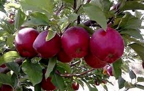 آغاز خرید سیب درجه ۳ با قیمت یک‌ هزار و ۴۶۰ تومان