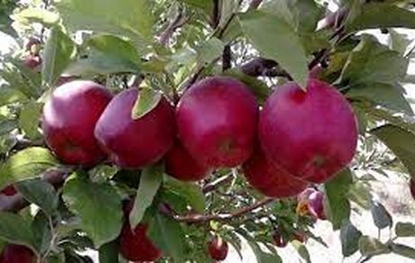 آغاز خرید سیب درجه ۳ با قیمت یک‌ هزار و ۴۶۰ تومان