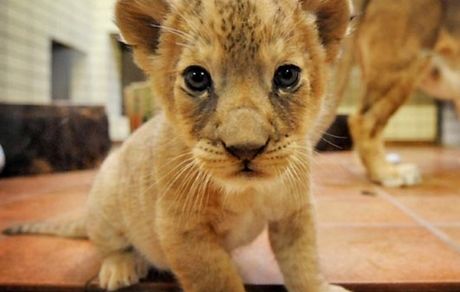 خرید و فروش حیوانات با اسنپ و پست!