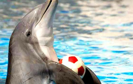 
سرنوشت سلاخ‌خانه حیوانات در تهران چه می‌شود؟
