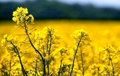 ۸۵ درصد مطالبات کلزاکاران استان سمنان پرداخت شده است