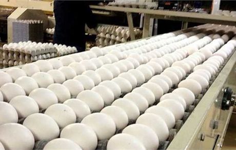 دولت دوباره صادرات تخم مرغ را آزاد کرد