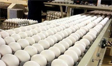 دولت دوباره صادرات تخم مرغ را آزاد کرد