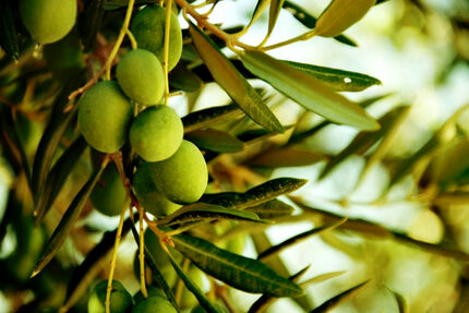 پیش‌بینی برداشت حدود ۷۰ هزار تن زیتون در طارم