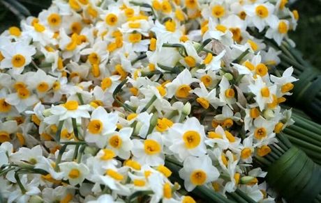 هشتمین جشنواره ملی گل نرگس جویبار برگزار خواهدشد