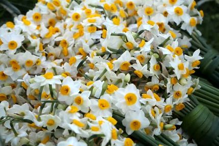 هشتمین جشنواره ملی گل نرگس جویبار برگزار خواهدشد