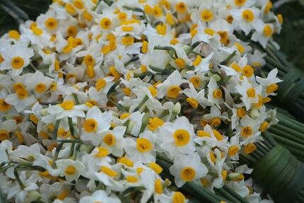 هشتمین جشنواره ملی گل نرگس جویبار برگزار خواهدشد