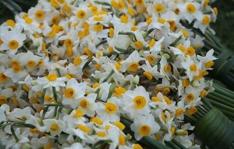 هشتمین جشنواره ملی گل نرگس جویبار برگزار خواهدشد